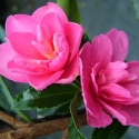 Picture of Camellia Elfin Rose 