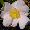 Picture of Camellia Exquisite