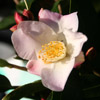 Picture of Camellia Fairy Blush Espalier