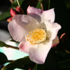 Picture of Camellia Fairy Blush Std