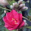 Picture of Camellia Fairy Wand