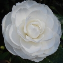 Picture of Camellia Fimbriata Alba