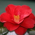 Picture of Camellia Flame