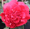 Picture of Camellia Foxes Fancy