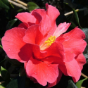 Picture of Camellia Freedom Bell