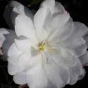Picture of Camellia Fuji No Yuki