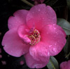 Picture of Camellia Gay Baby Std