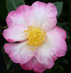 Picture of Camellia Gay Border