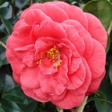 Picture of Camellia Glen 40