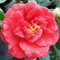 Picture of Camellia Grand Slam