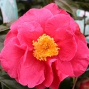 Picture of Camellia Guilio Nuccio