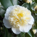 Picture of Camellia Gwenneth Morey