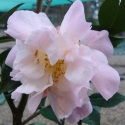 Picture of Camellia High Fragrance