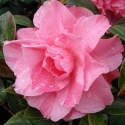 Picture of Camellia Jubilation