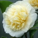 Picture of Camellia Jurys Yellow Std