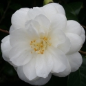 Picture of Camellia K Sawada