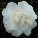 Picture of Camellia Kate Sheppard