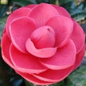 Picture of Camellia Katherine Nuccio