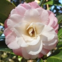 Picture of Camellia Kitty