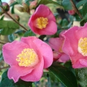 Picture of Camellia Koto no Kaori Espalier