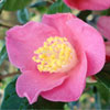 Picture of Camellia Koto no Kaori Espaliered