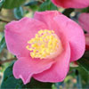 Picture of Camellia Koto no Kaori Espalier