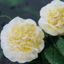 Picture of Camellia Lemon Drop Std