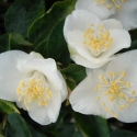 Picture of Camellia Little Gem