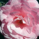 Picture of Camellia Lovely Lady