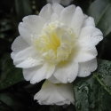 Picture of Camellia Mansize