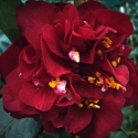 Camellia Maroon and Gold Picture of Camellia Maroon and Gold