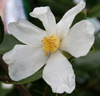Picture of Camellia Microphylla Std