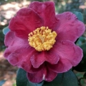 Picture of Camellia Midnight Lover