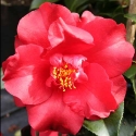 Picture of Camellia Midnight Std.