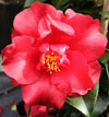 Picture of Camellia Midnight
