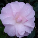 Picture of Camellia Mimosa Jury