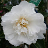 Picture of Camellia Mine No Yuki Std