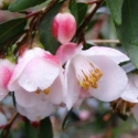Picture of Camellia Minutiflora Std