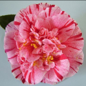 Picture of Camellia Modern Art