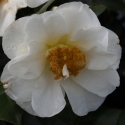 Picture of Camellia Moonlight Magic