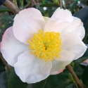 Picture of Camellia Mothers Day