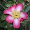 Picture of Camellia Navajo