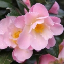 Picture of Camellia Nicky Crisp Std