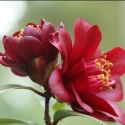 Picture of Camellia Night Rider Std