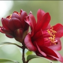 Picture of Camellia Night Rider