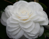 Picture of Camellia Nuccios Pearl