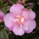 Picture of Camellia Our Melissa Std