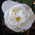 Picture of Camellia Paradise Helen