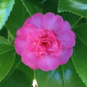 Picture of Camellia Paradise Hilda