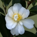 Picture of Camellia Paradise Little Liane Std